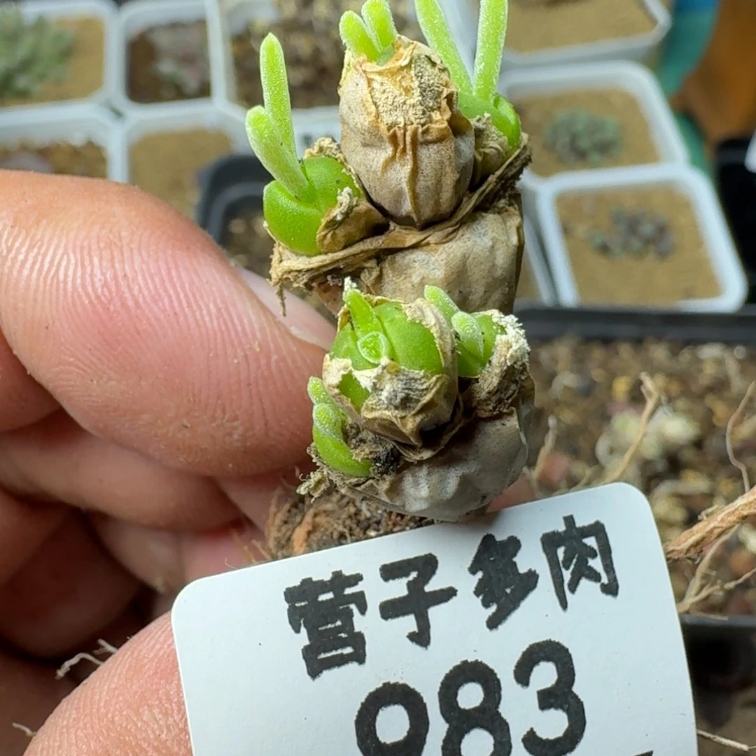 碧光环脱土