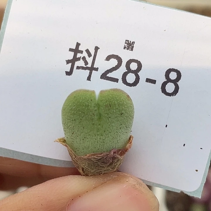 28-8毛将苗多肉植物