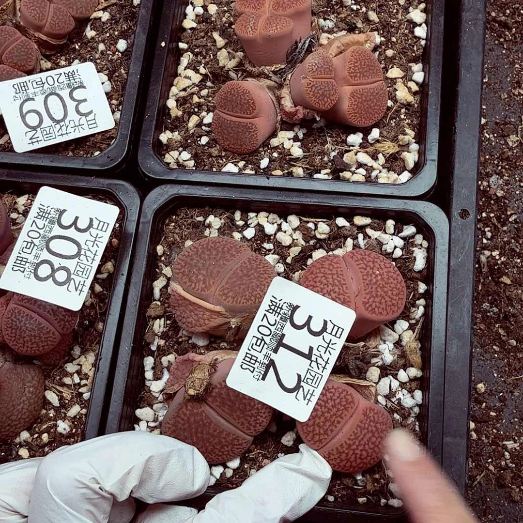 我就去看看这本了呀哈312