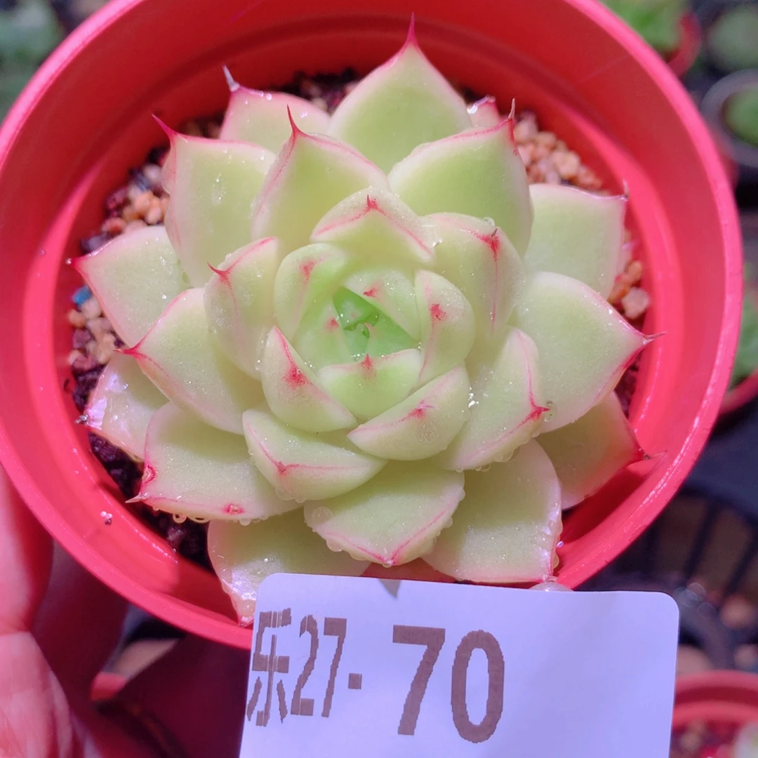 乐然27-70 麦秆单头