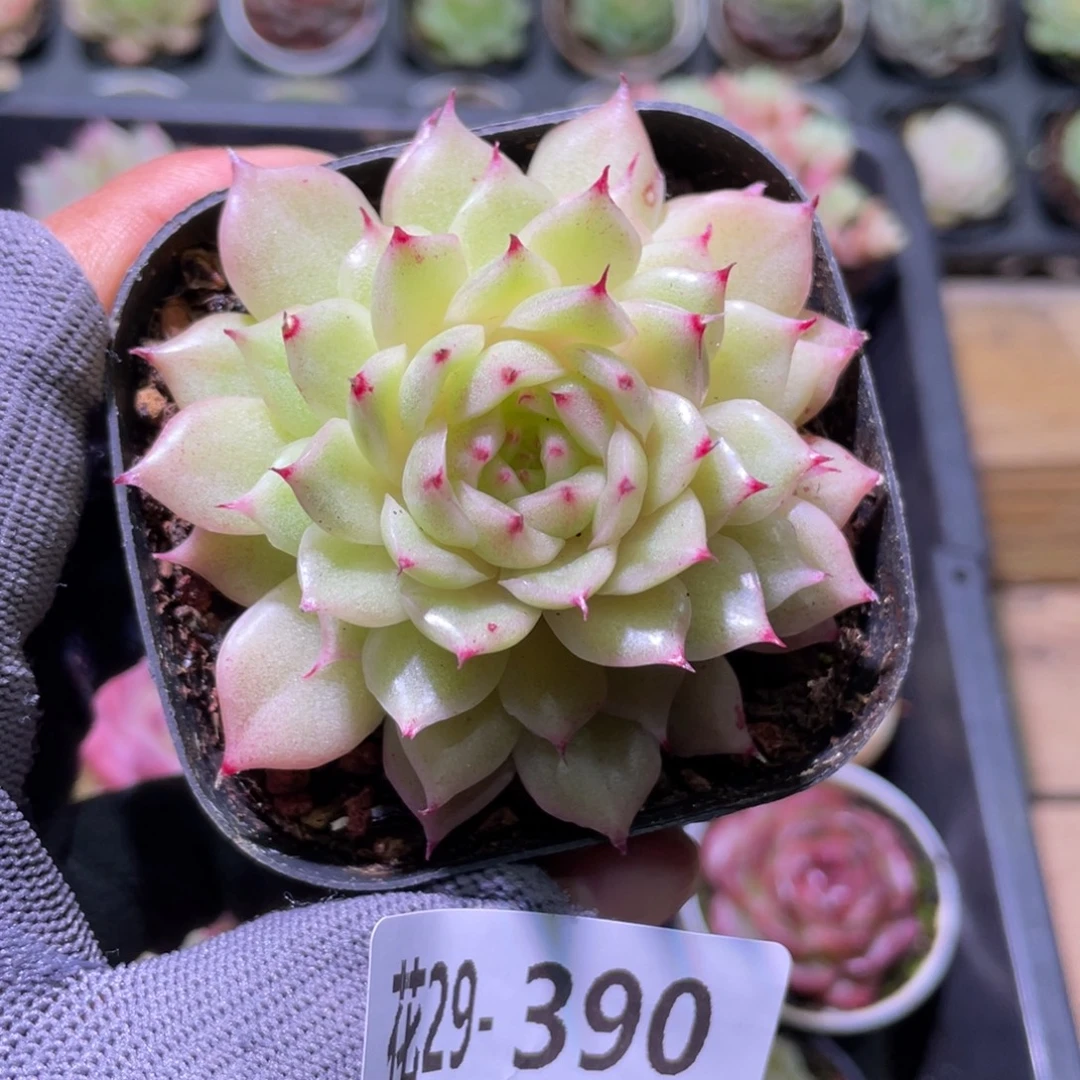 花利美29-390麦秆