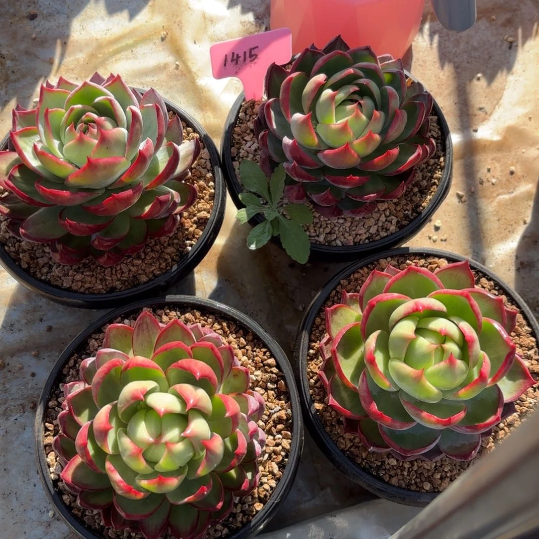 惊鸿一瞥好看1415号