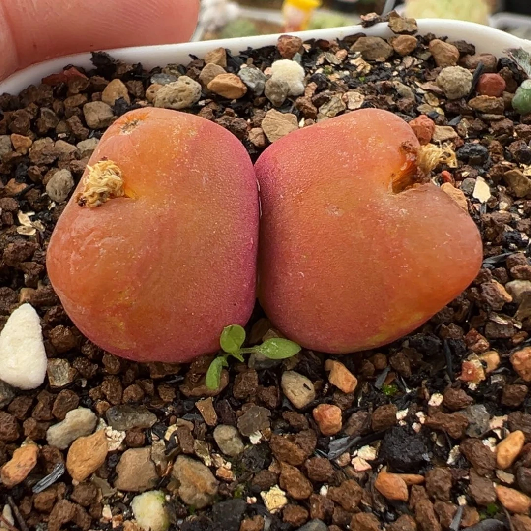 163多肉植物种类多样