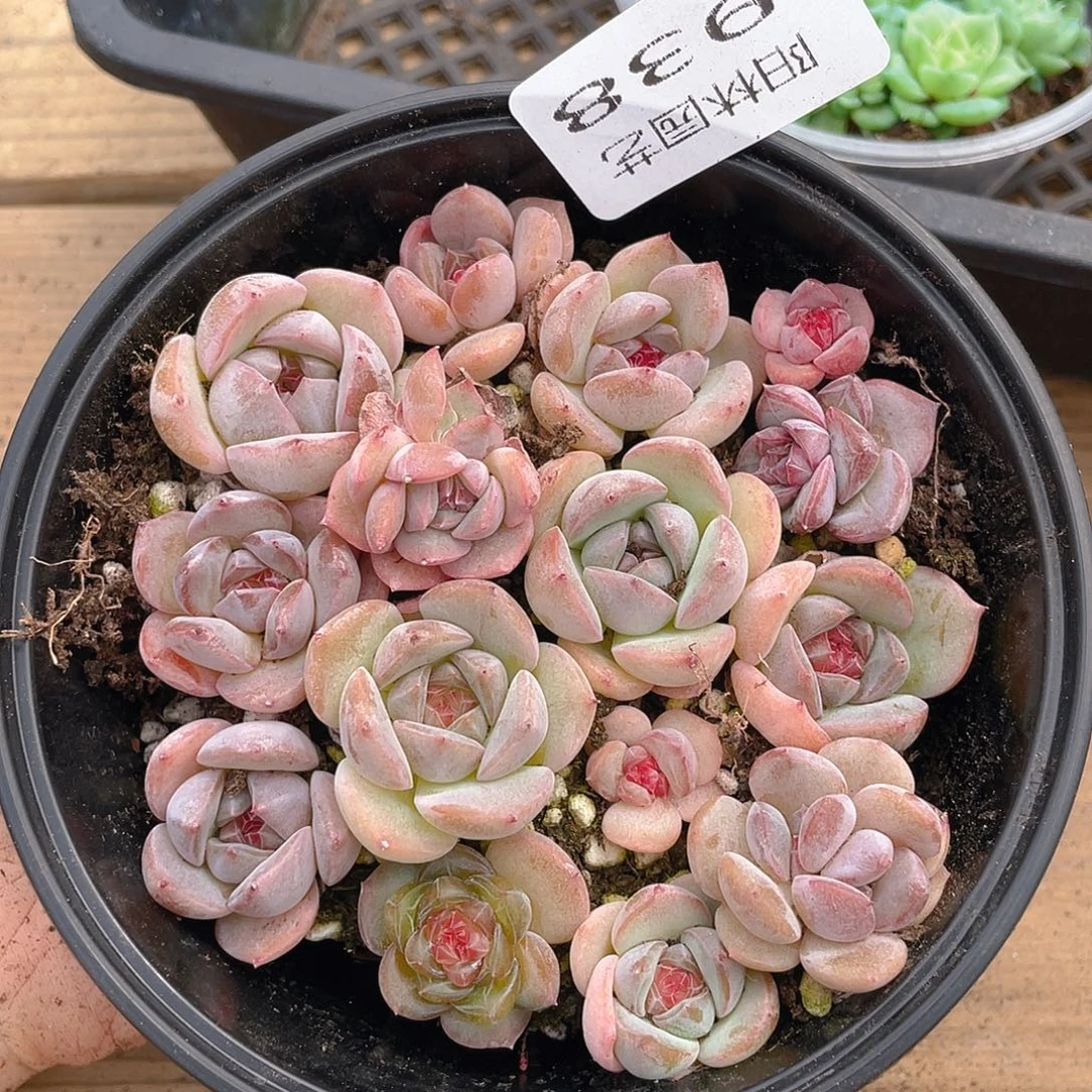 多肉植物多肉植物938