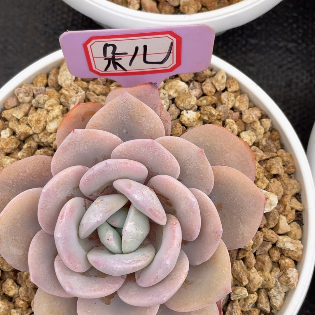 朵***肉姐姐说要不就是个好