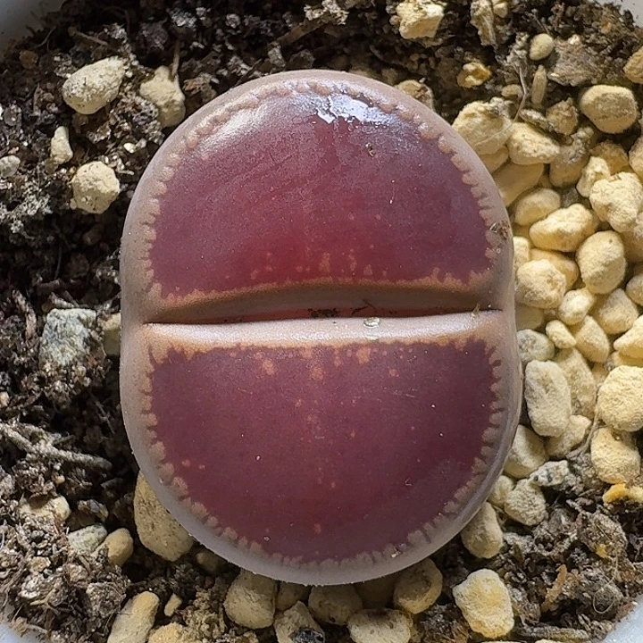 生石花1111111。   112