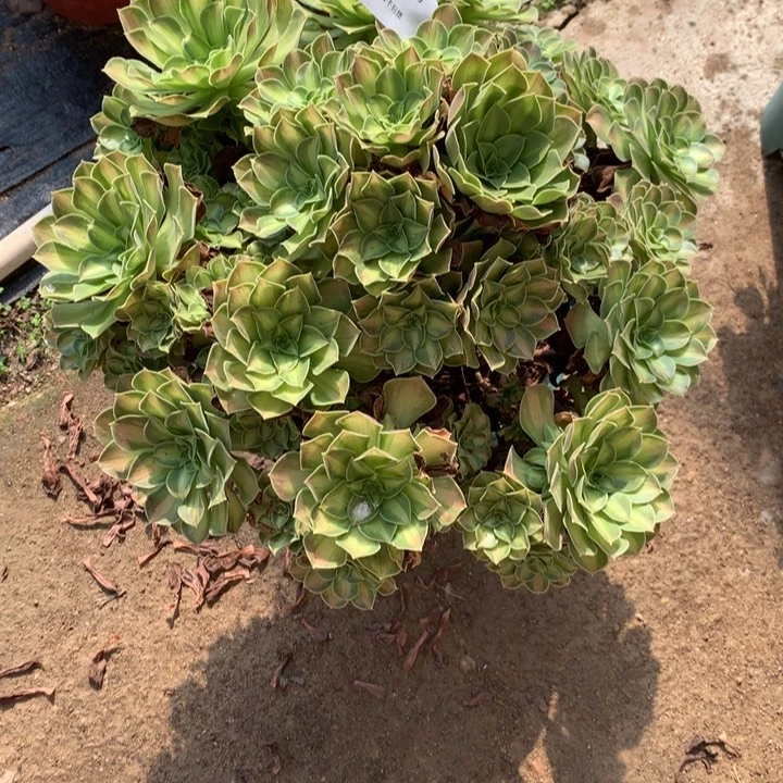 春***。103韶华多肉植物特价