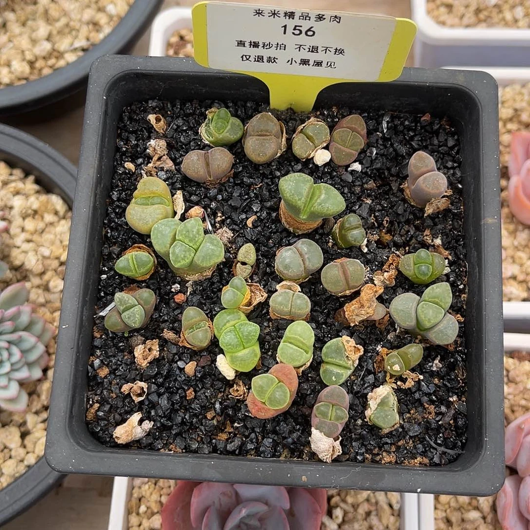 M***迷156生石花一盆