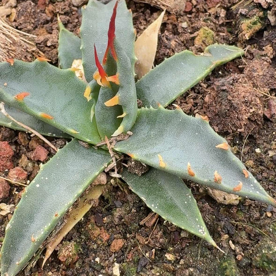 【闪购商品】34哈哈哈哈哈哈哈