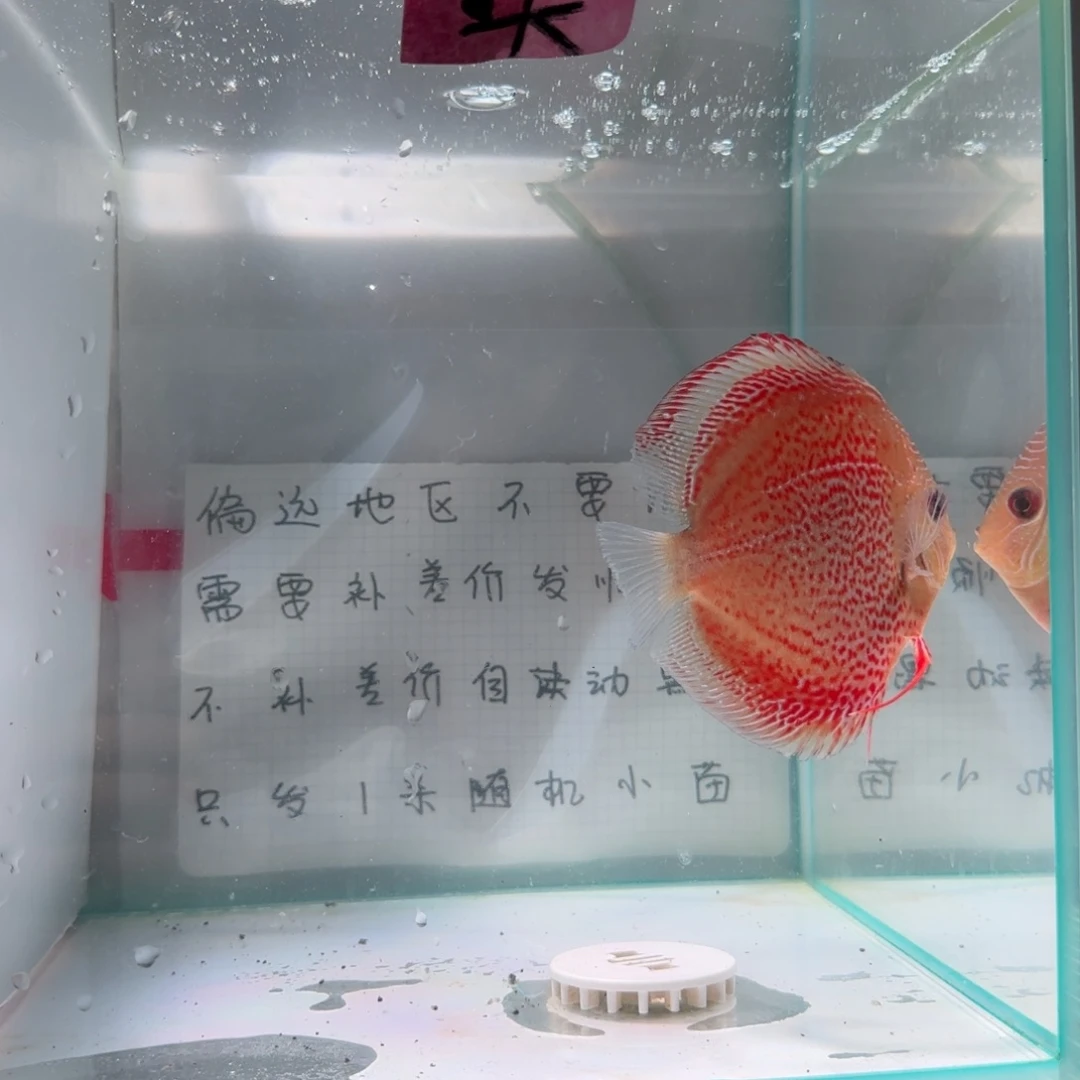 七彩神仙鱼肉身7-8偏远地区不拍