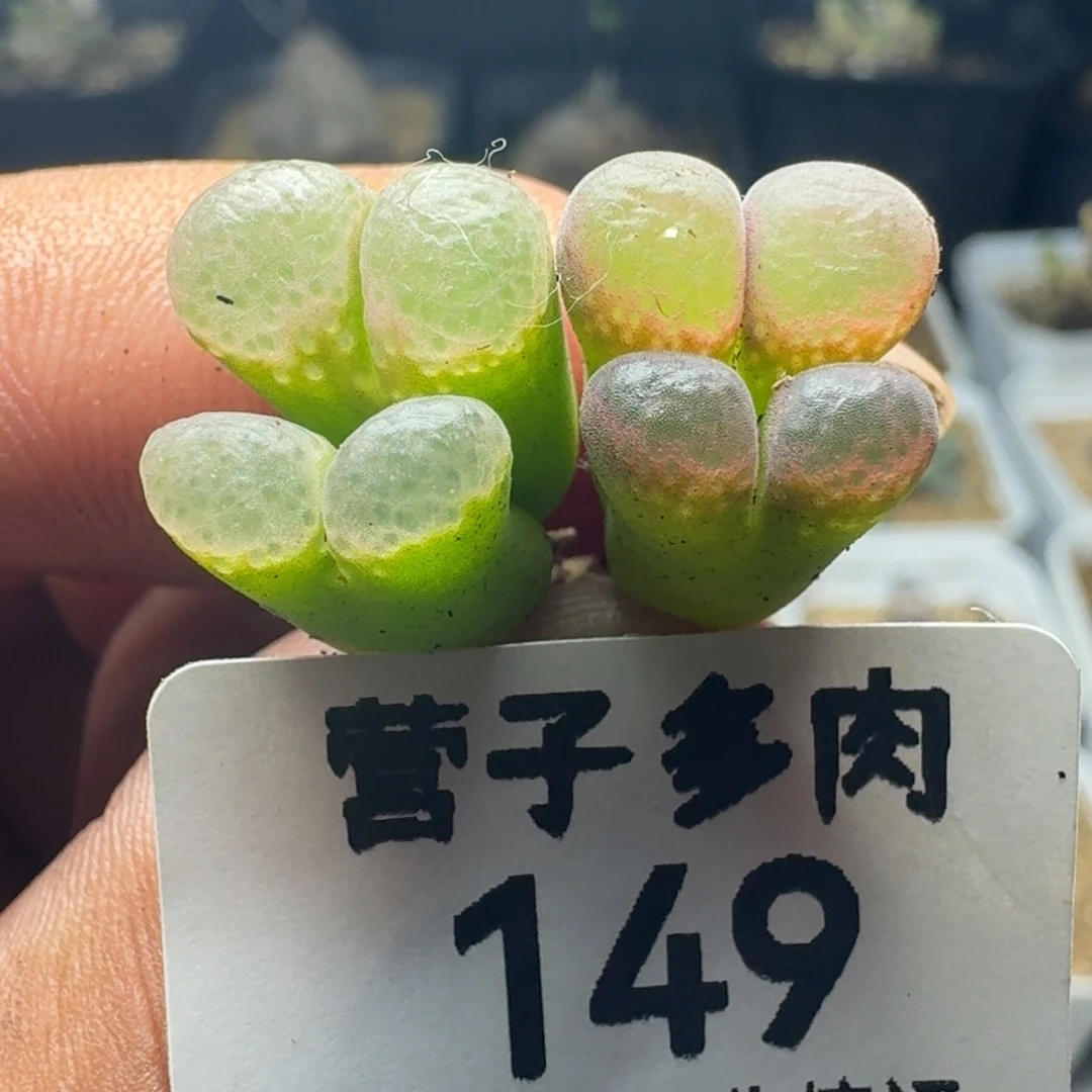 红宝石