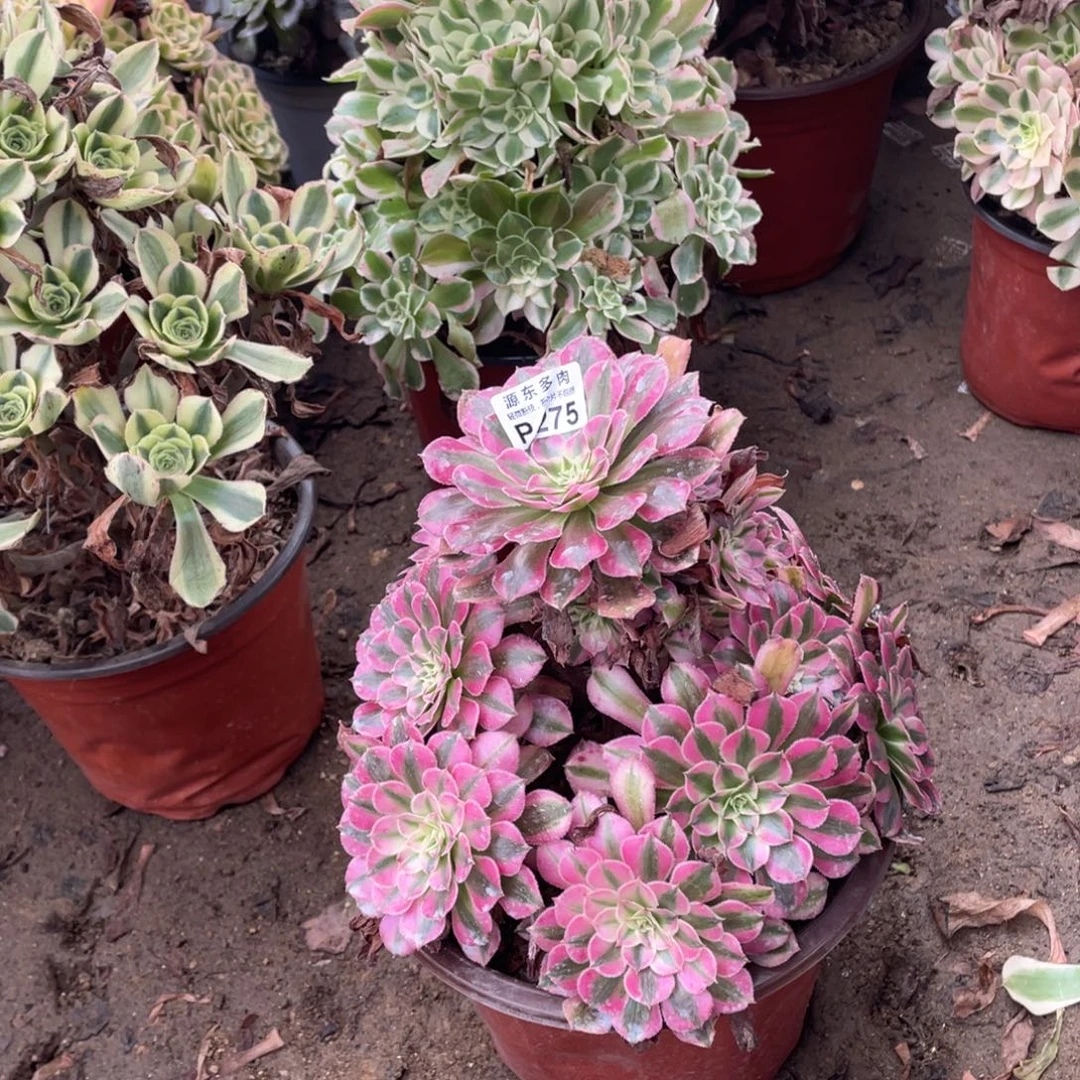 275铜壶锦多肉法师断枝不包