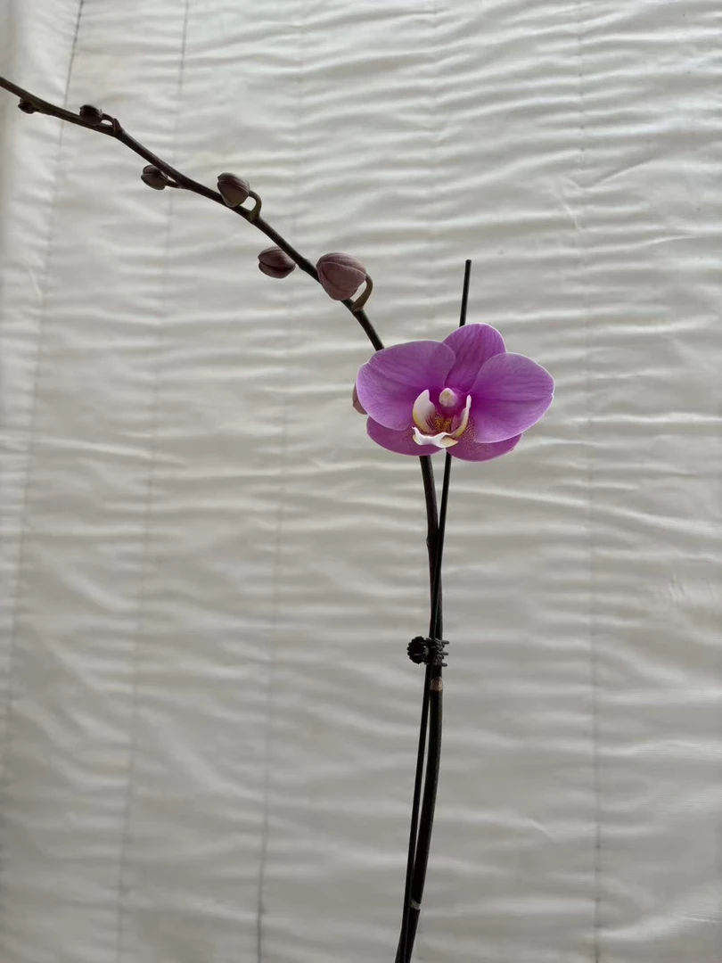 蝴蝶兰 安娜 3.5寸杯  单花剑  带花带花苞
