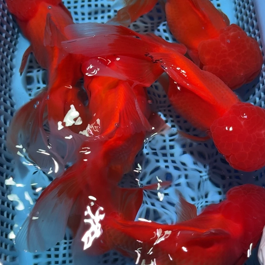 狮头鱼直播间一物一拍