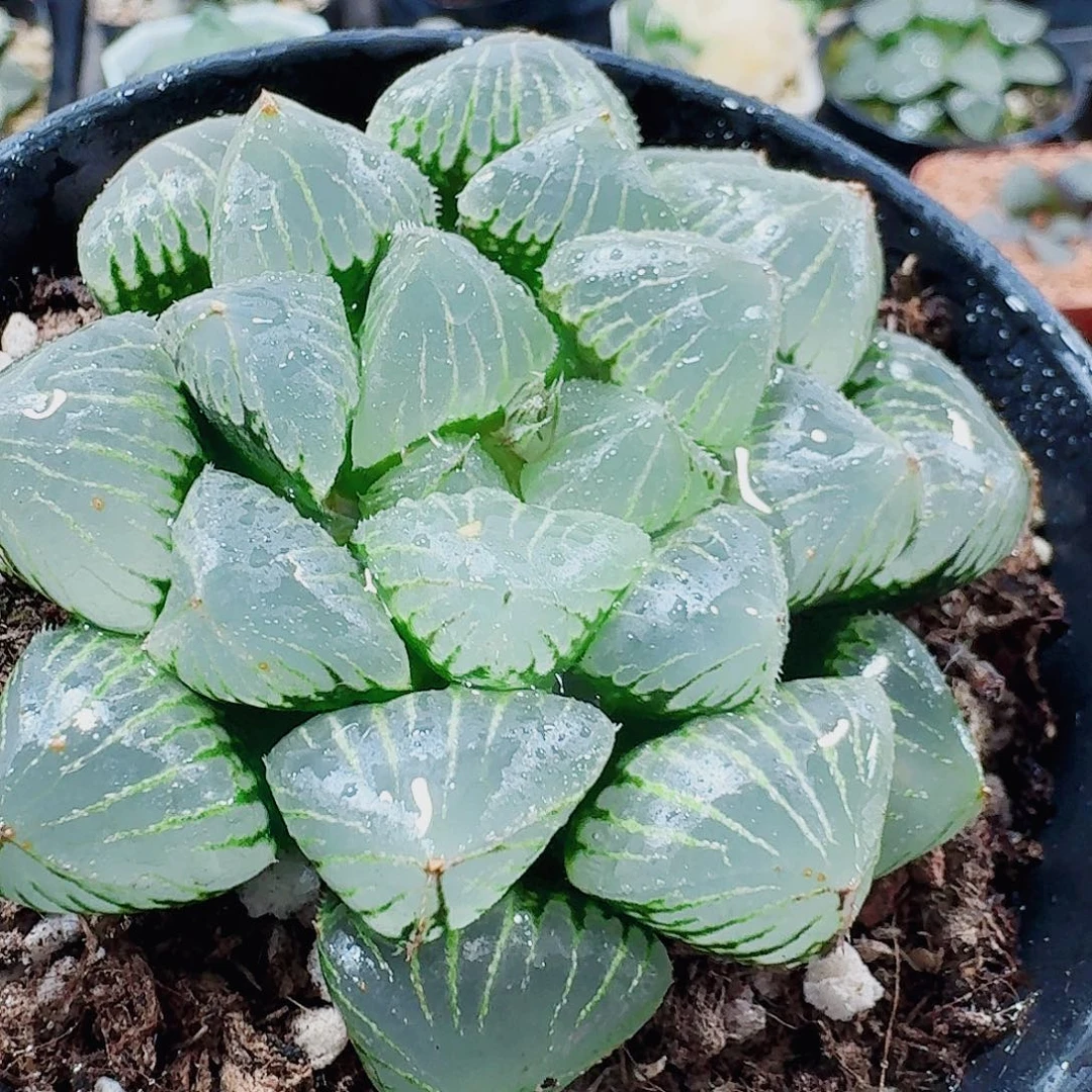 无花朵十二卷 糯米 母本开播福利