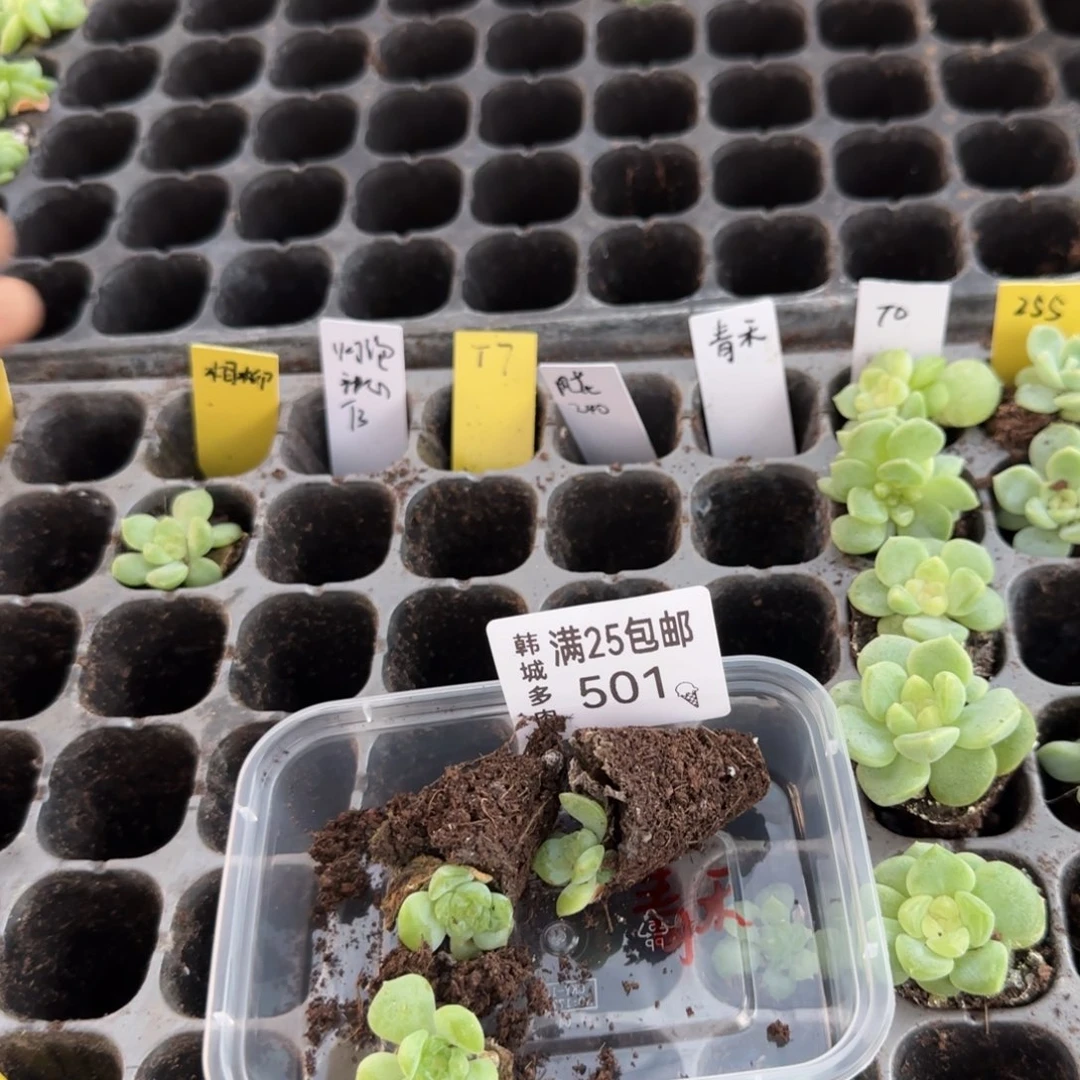 501  一物一拍 满20包邮