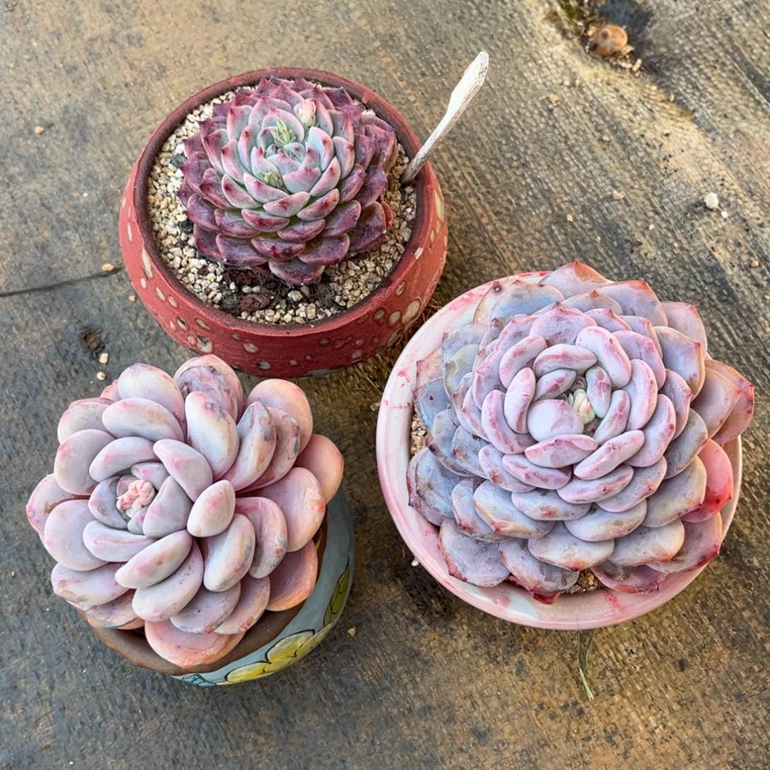 多肉植物多肉植物