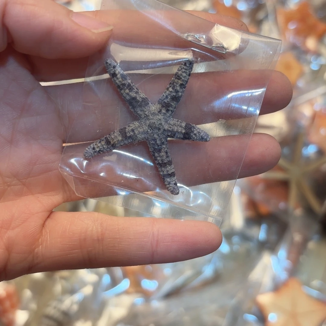 梅***子天然海螺标本福利