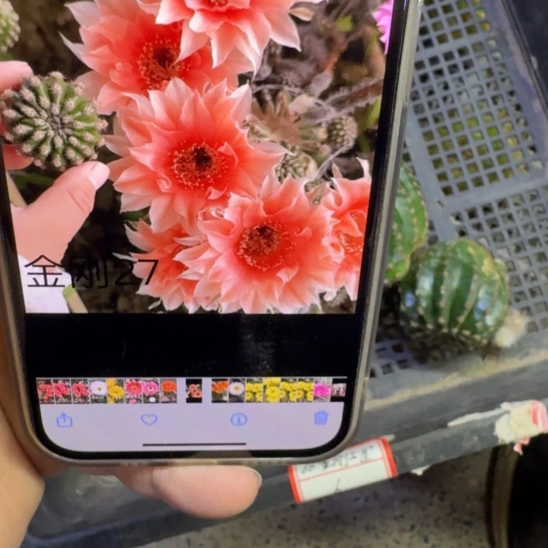 250金刚27歪无根侧牙3公分左右，20包邮