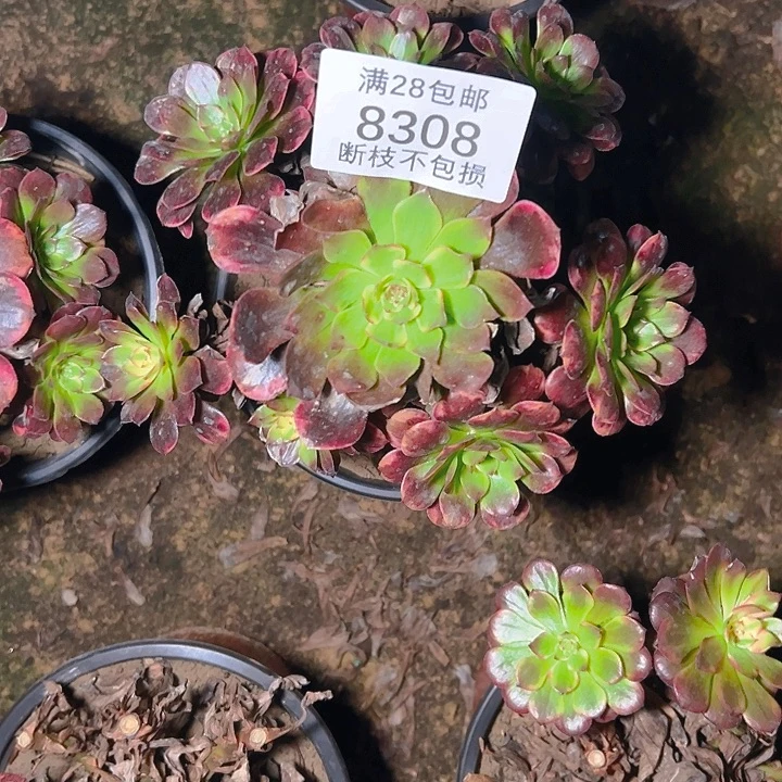 8308烟花多肉植物