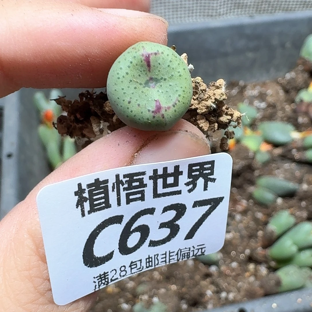 多肉植物的人生fhn