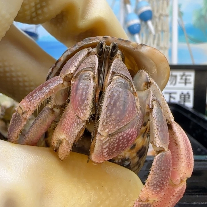 A76粉紫 灰白2.4cm口径
