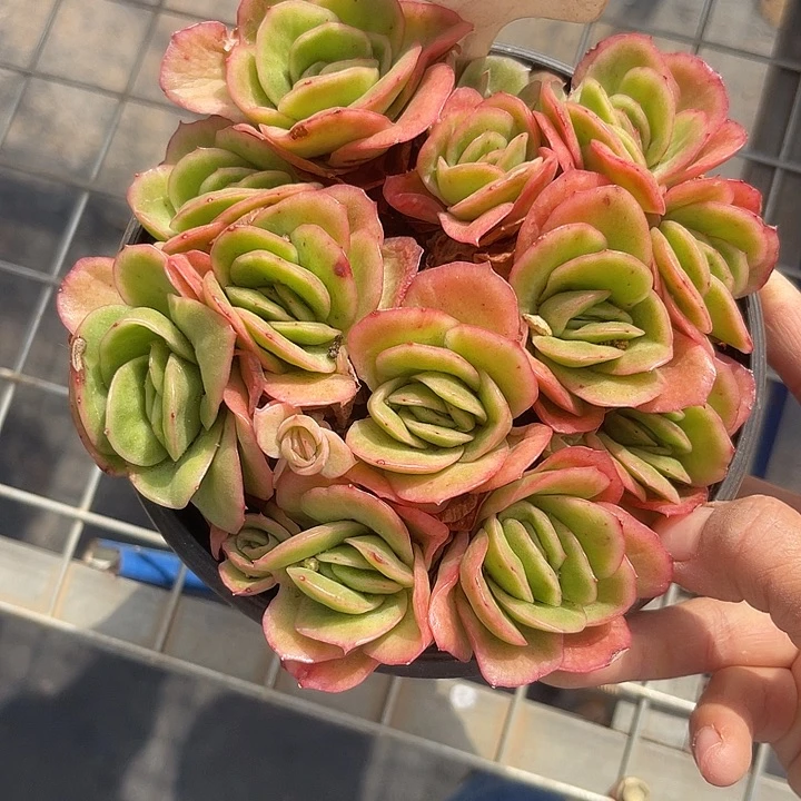 晨语多肉，一物一拍散107