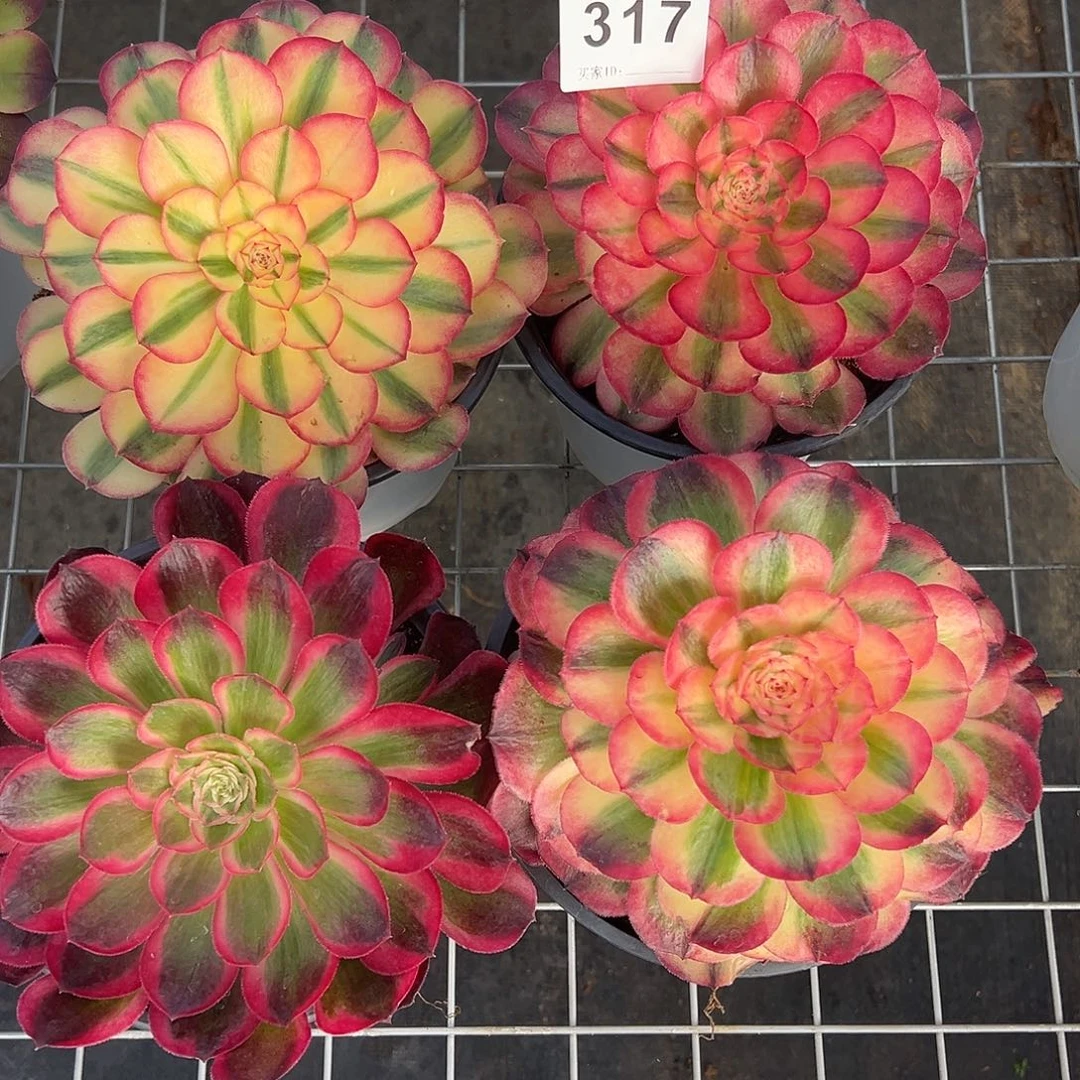 精品多肉植物317组合