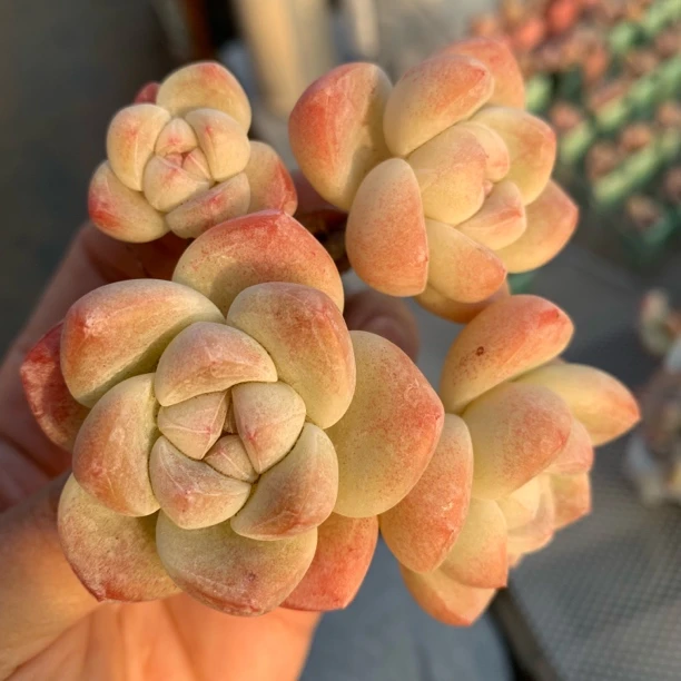 奶油冰玉老桩一物一拍