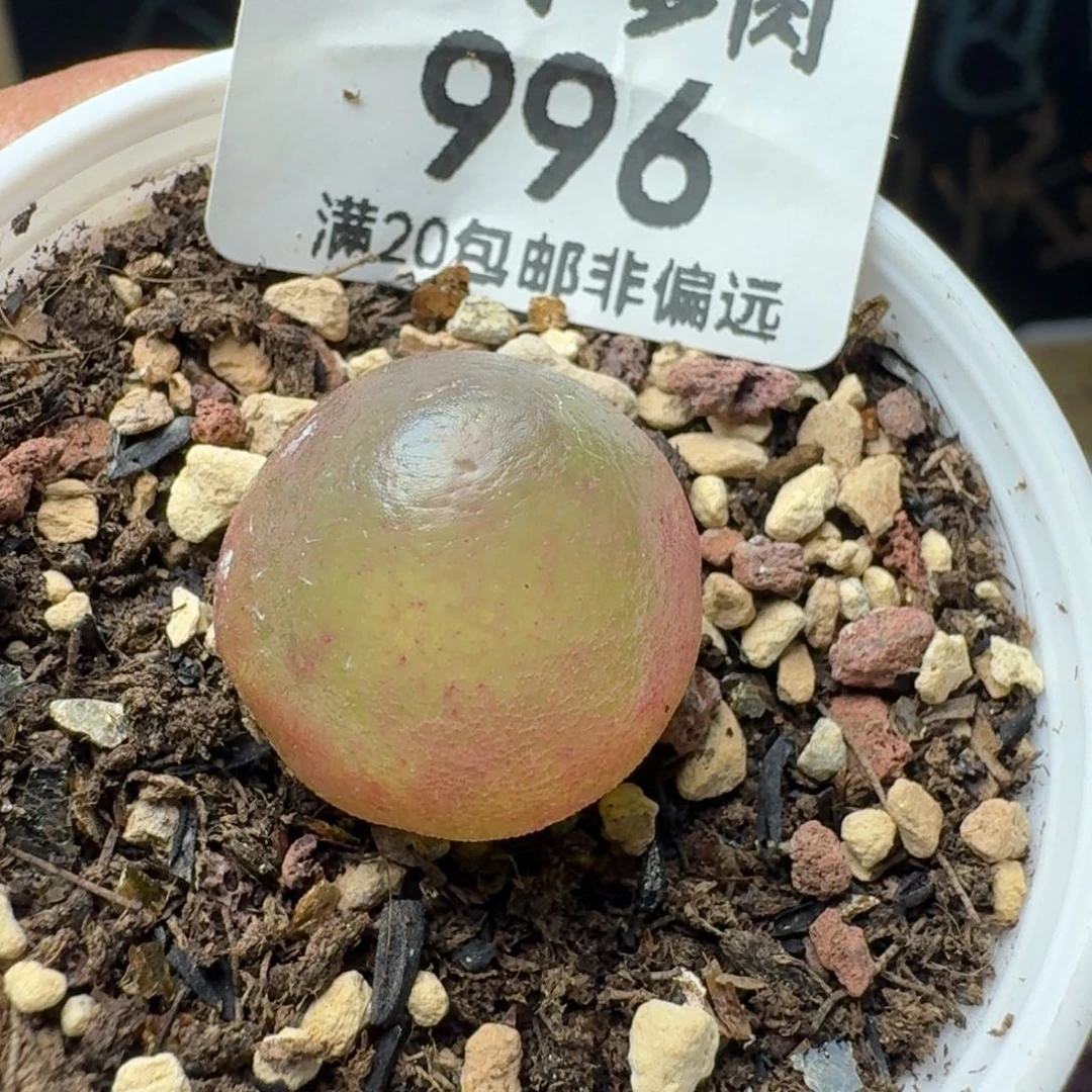灯泡1.8带盆土