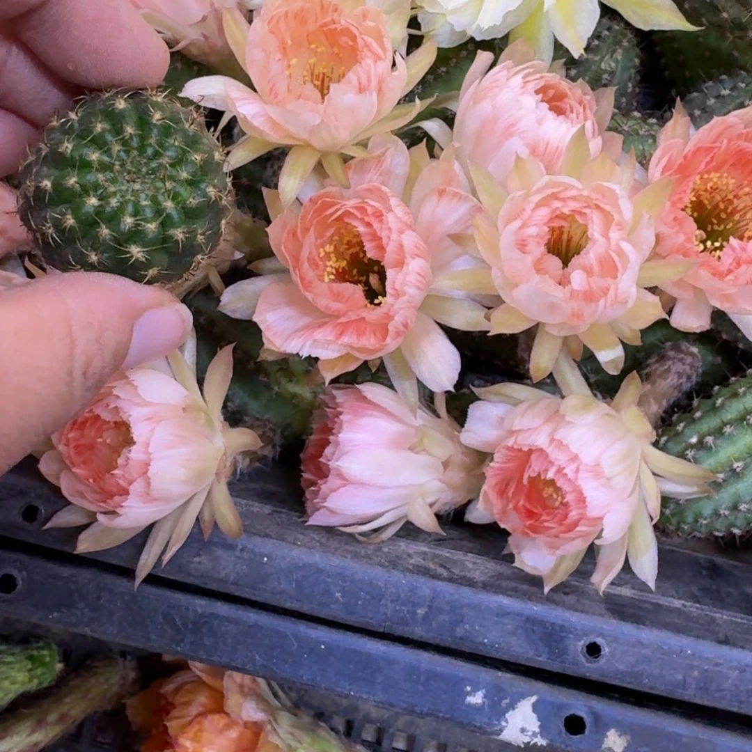 441丽花老丽83歪无根侧牙3公分左右,20包邮