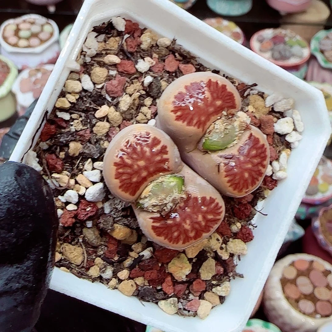 生石花满18包邮1218-97