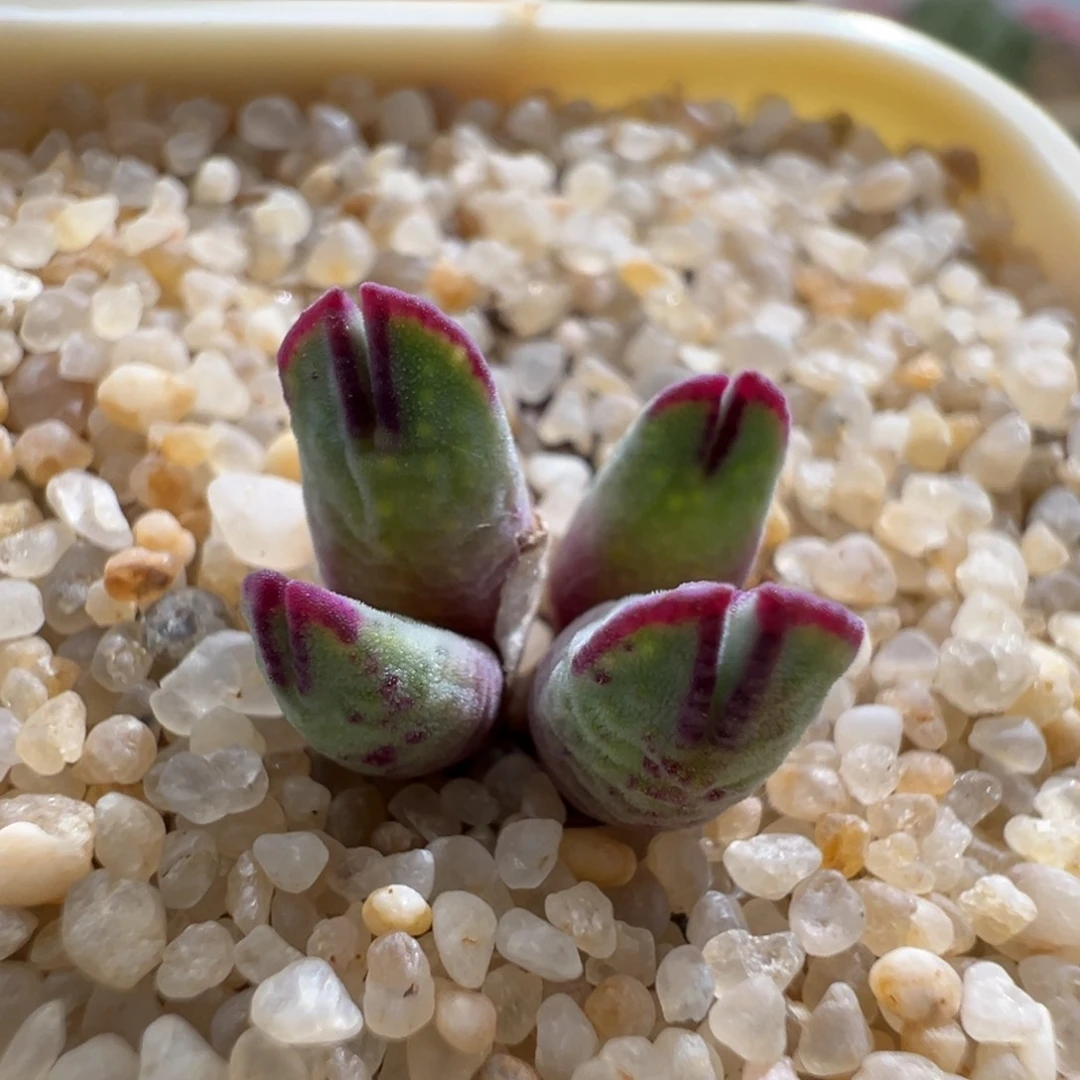 146优选园艺985猪蹄四头