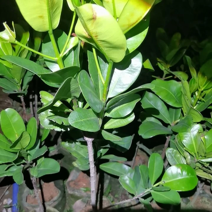 当前无花栽培后可以开花刘*