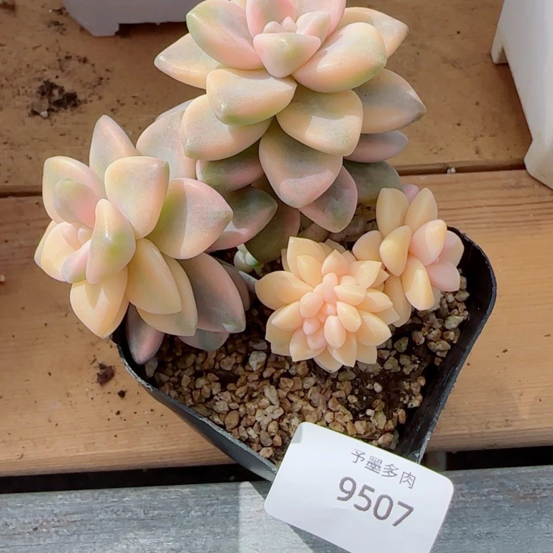 美杏锦，9507多肉植物