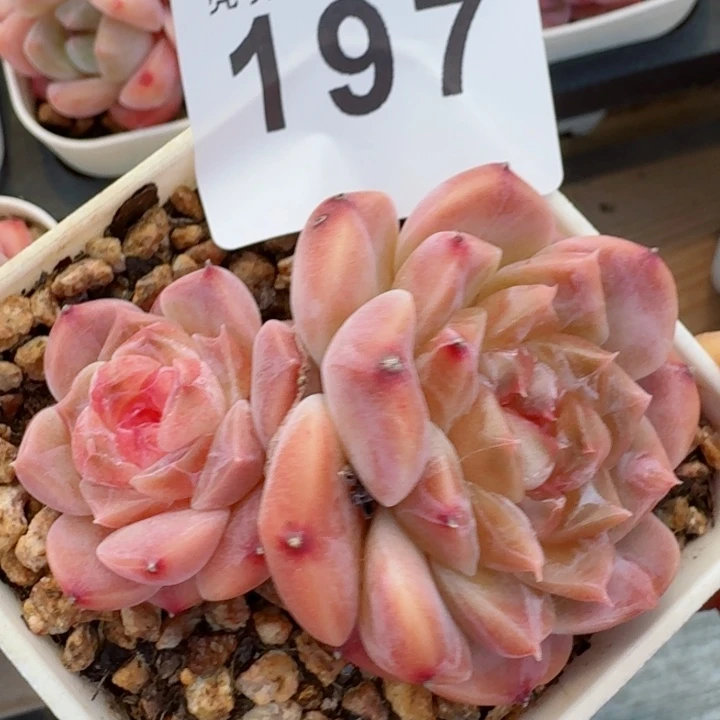 秘境冰魄         精控精养多肉植物