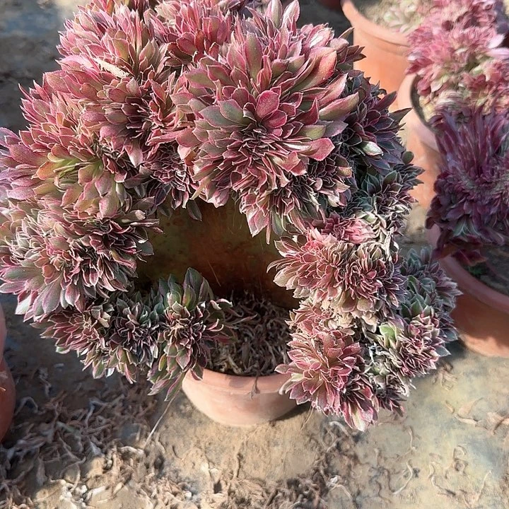 夏*?缀话脱土发货缀话