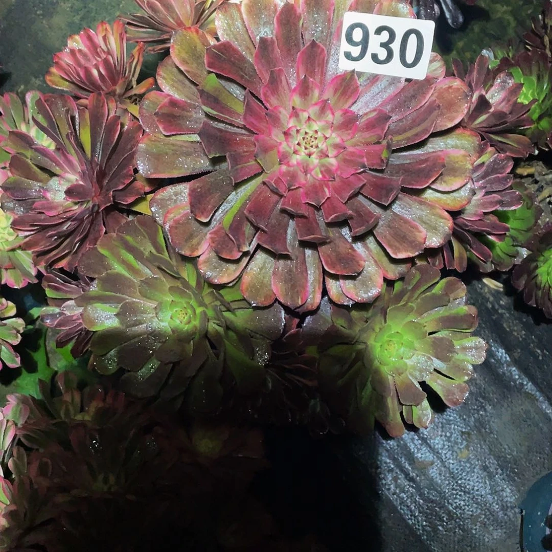 多肉法师930号油墨画发货不包损