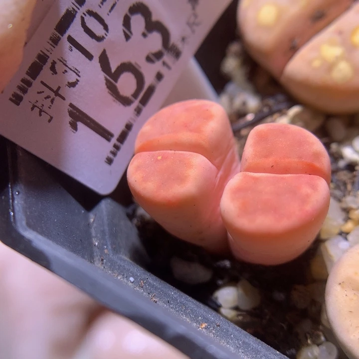 精品生石花310.163