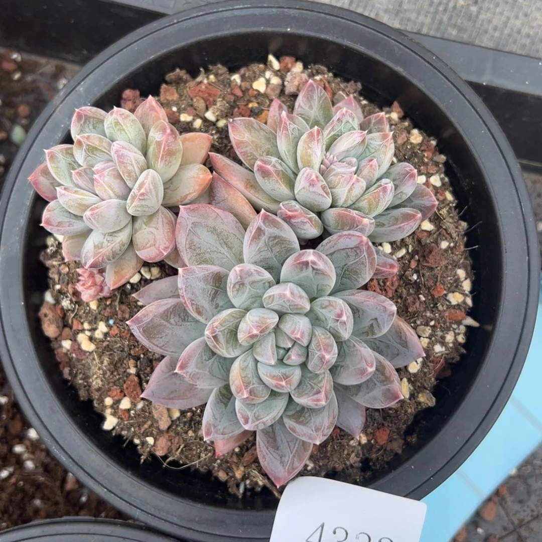 远**哒4333肉多哦哟多哦哟多哦