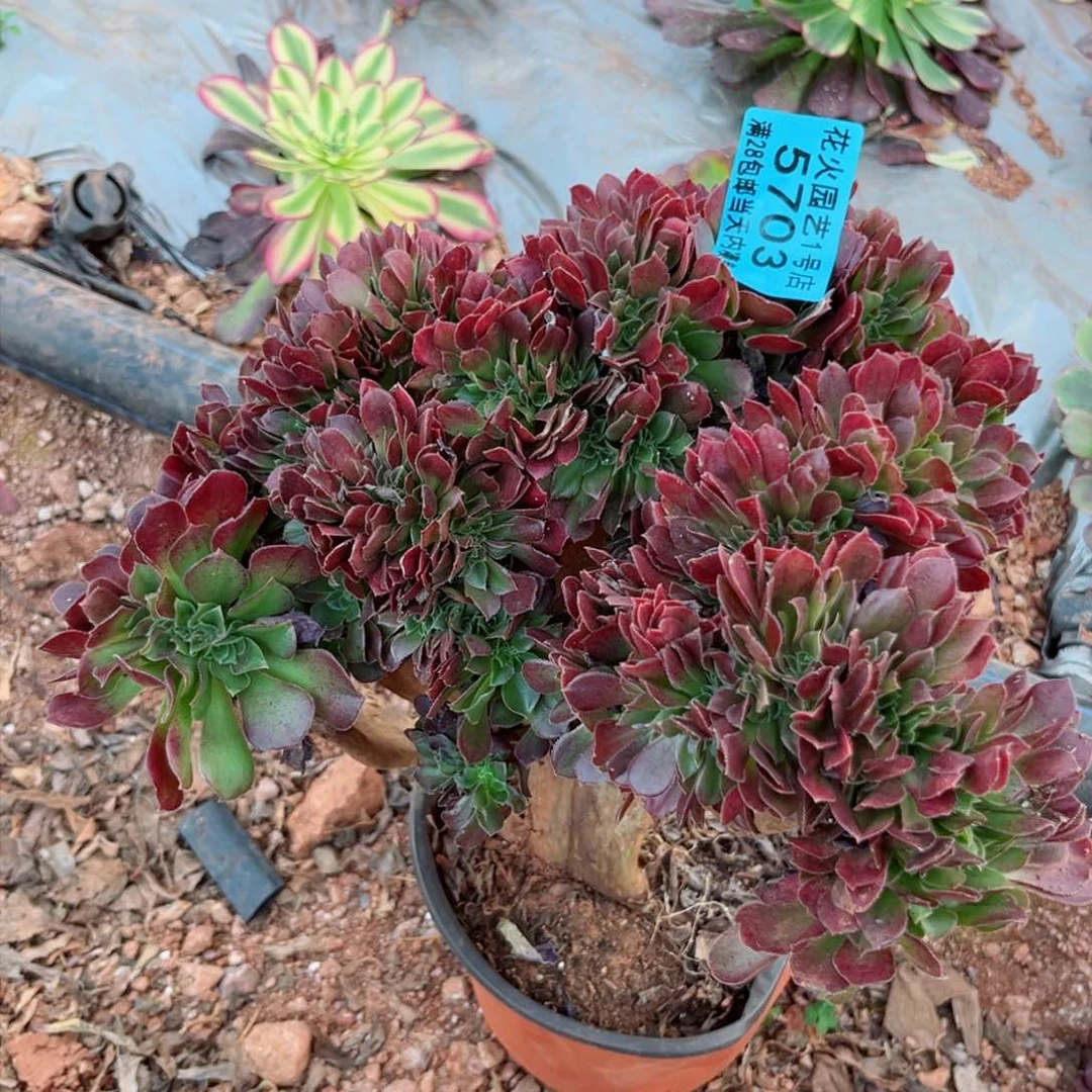 缀化5703多肉植物