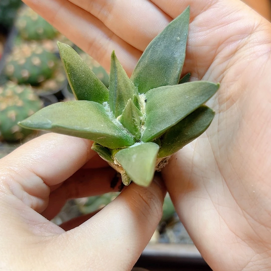 晚8号泰系实生龙牙牡丹7公分