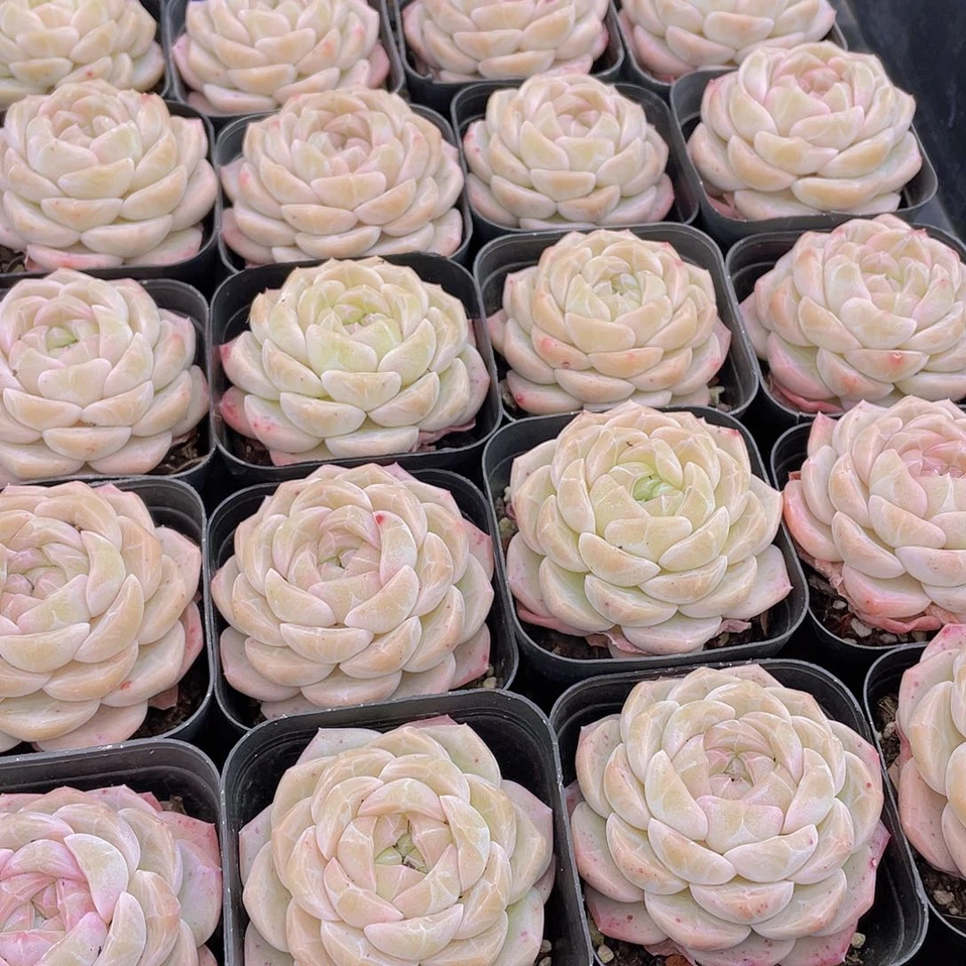 量拍92号 冰透雪团子单头一个