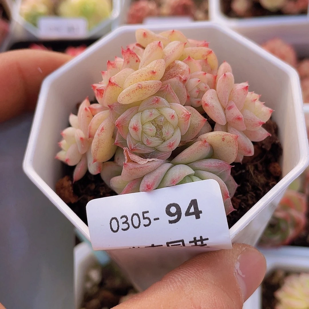 00000000000094量拍