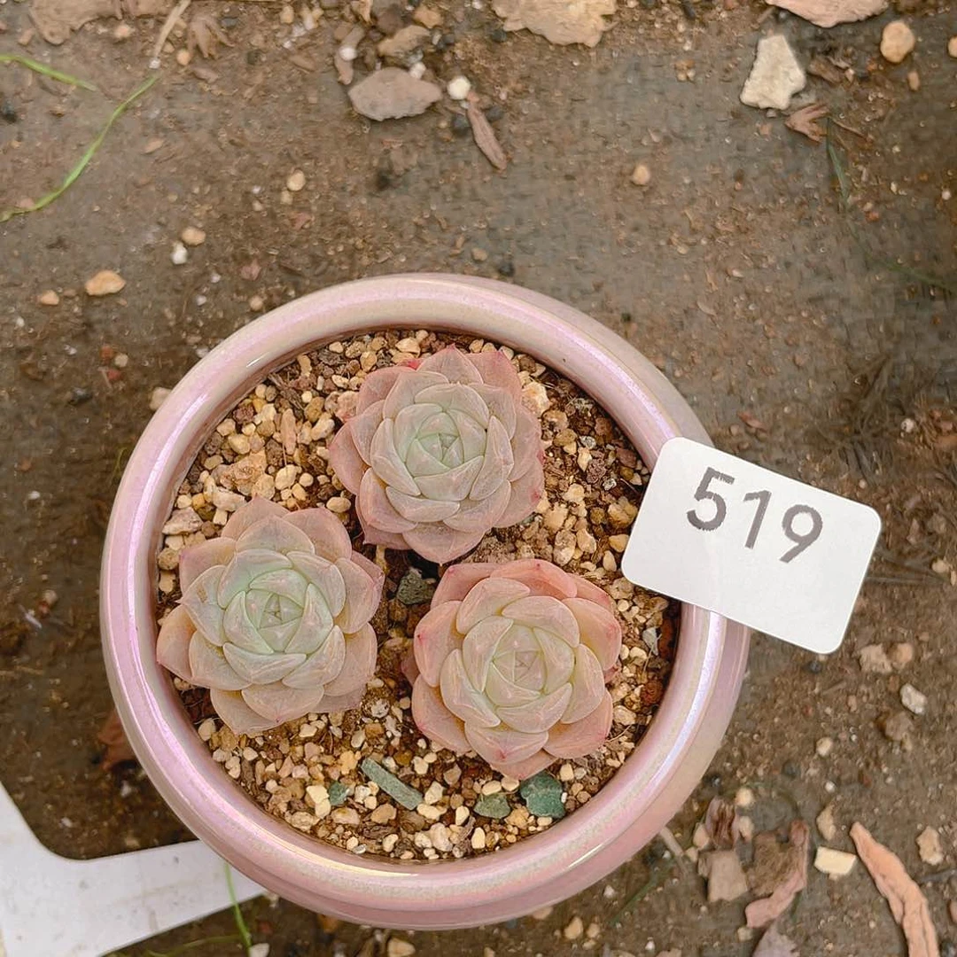 519。  淡粉纯爱。