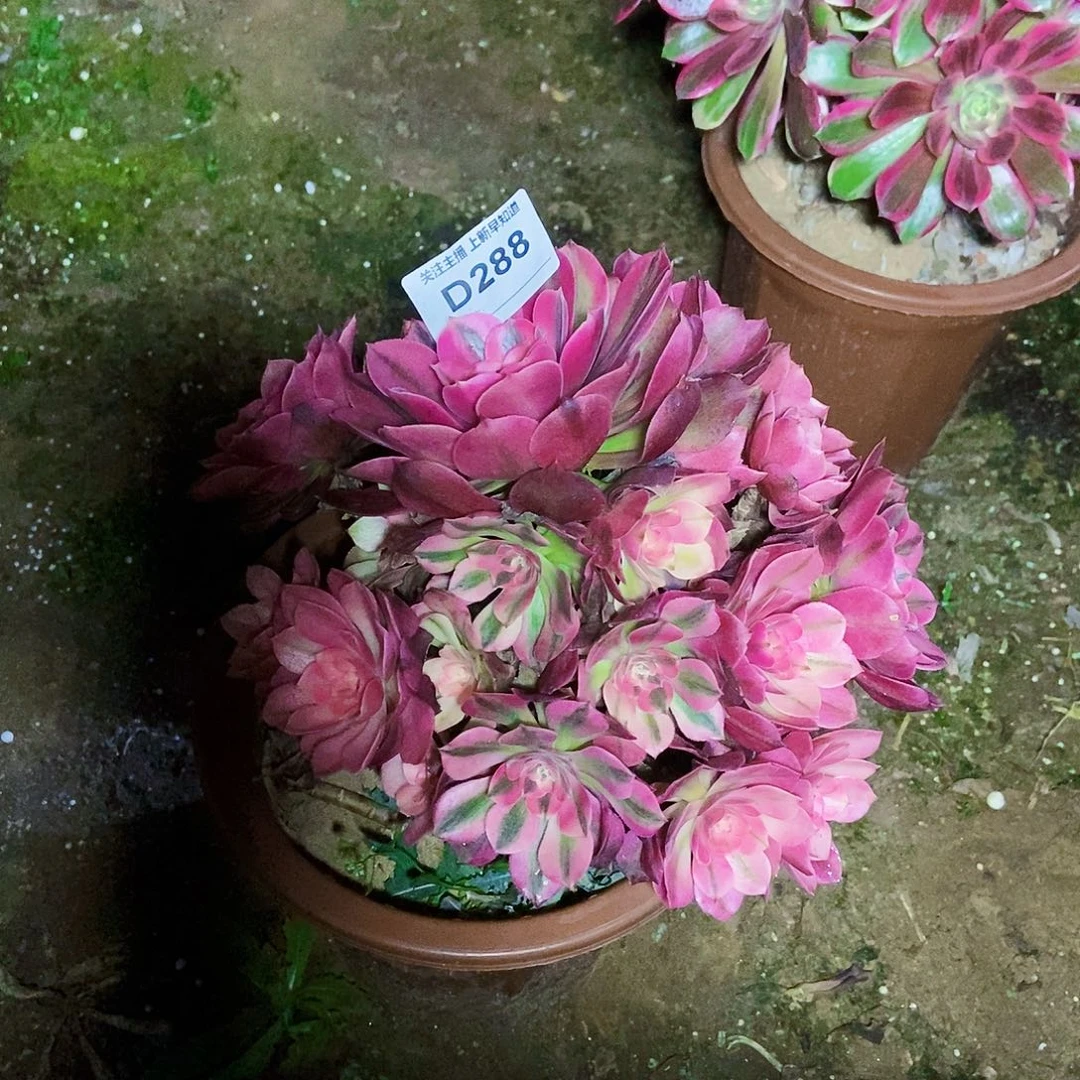 毛*多肉2880000000000000