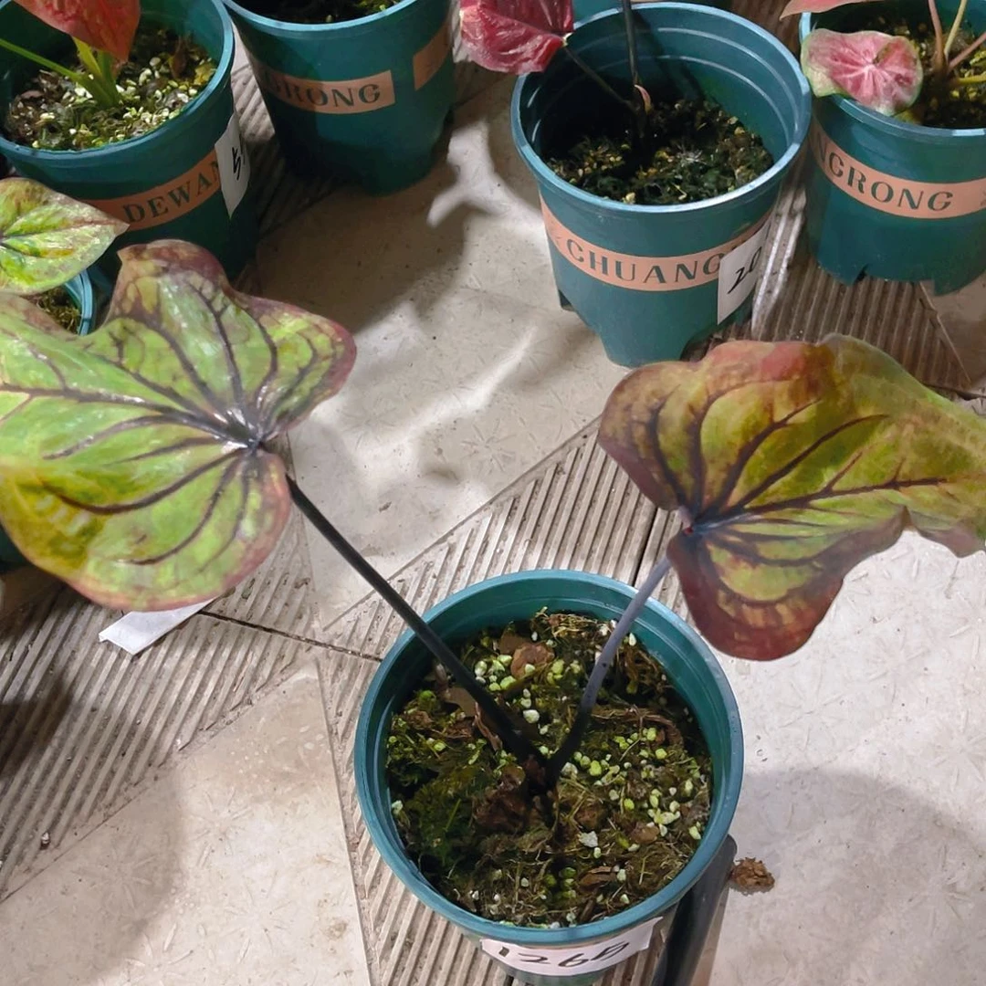 完全开放1265泰彩一物一拍