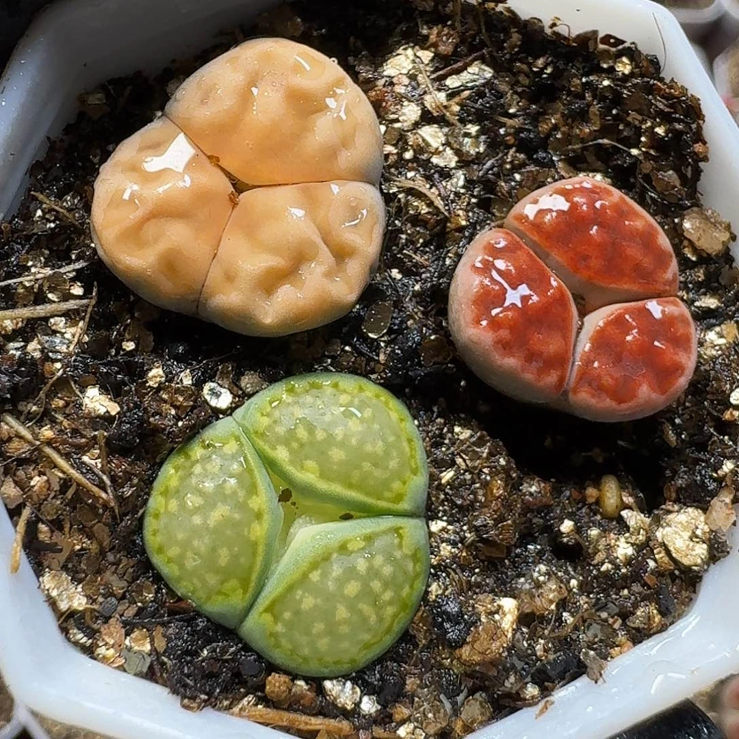 生石花1111222。    219