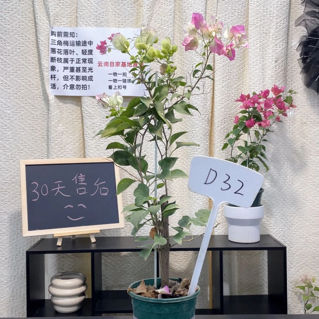 大量花朵（建议范围：8朵-15朵 或40%以上）绿樱D32