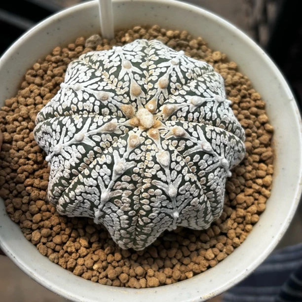 园艺仙人球/兜/实生海星体v兜/s228